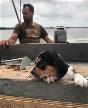 Beagle puppy shop chewing everything